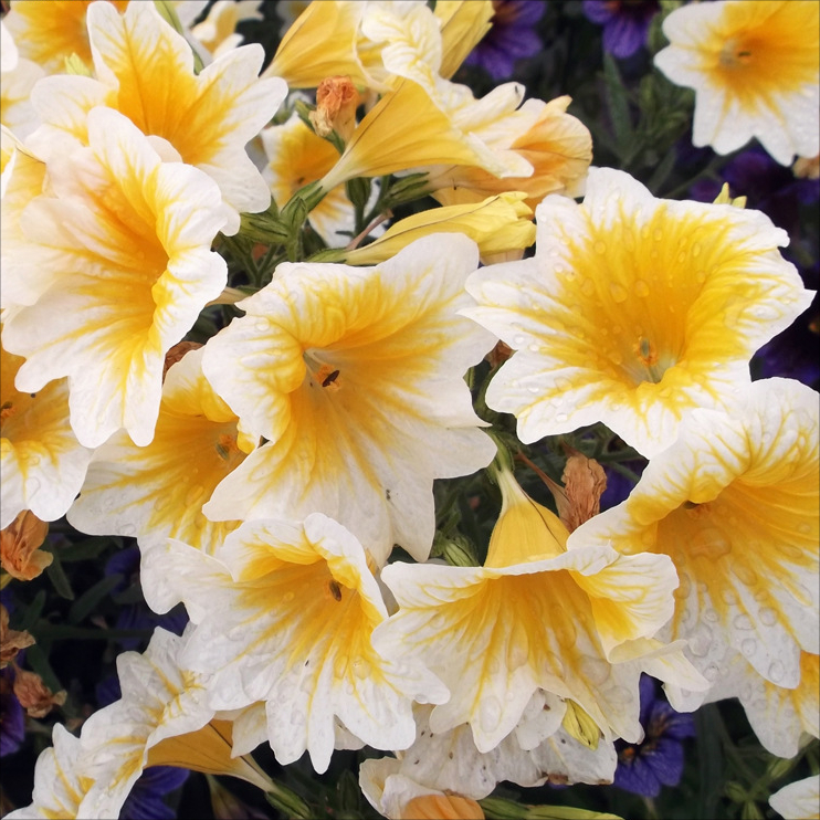 Chilean Morning Glory Seeds-🌈Create your own colorful garden