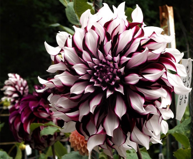 Dahlia Dinnerplate Tartan Seeds Red Blooms