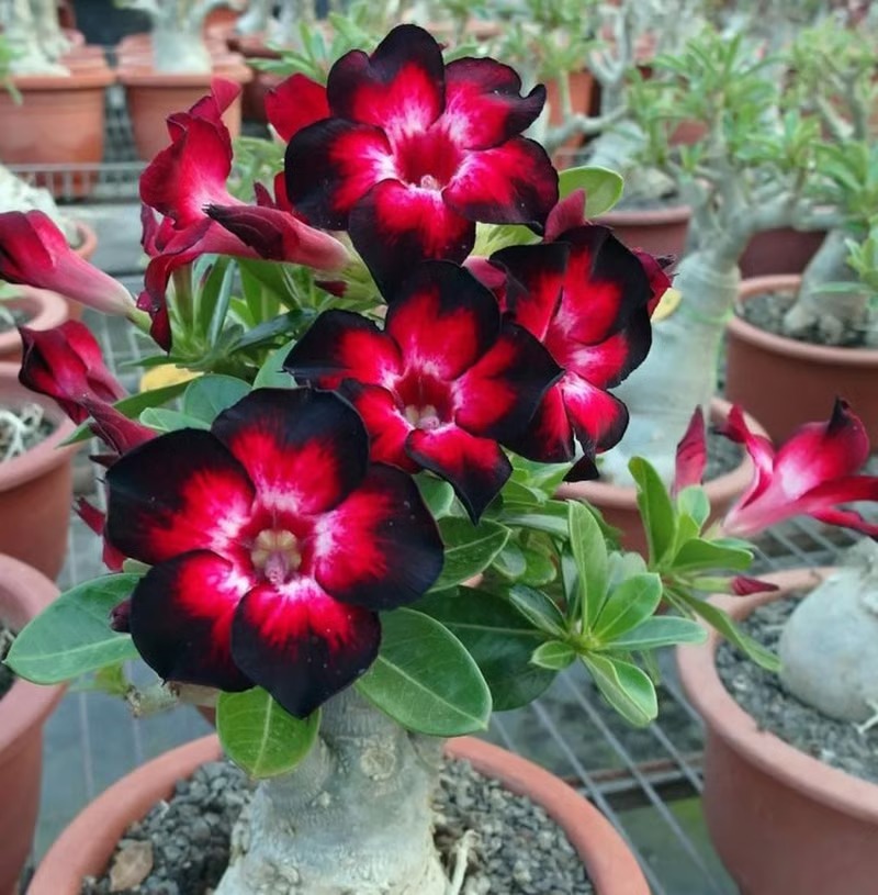 🌵🌹Desert Rose Seeds
