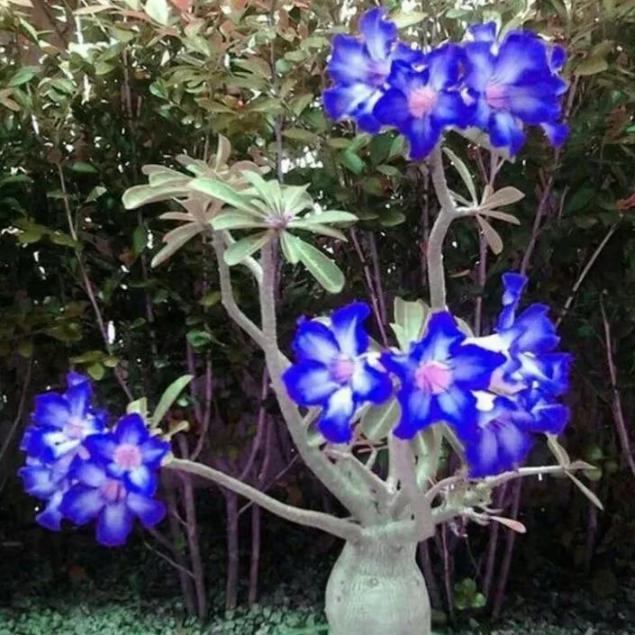 🌵🌹Desert Rose Seeds