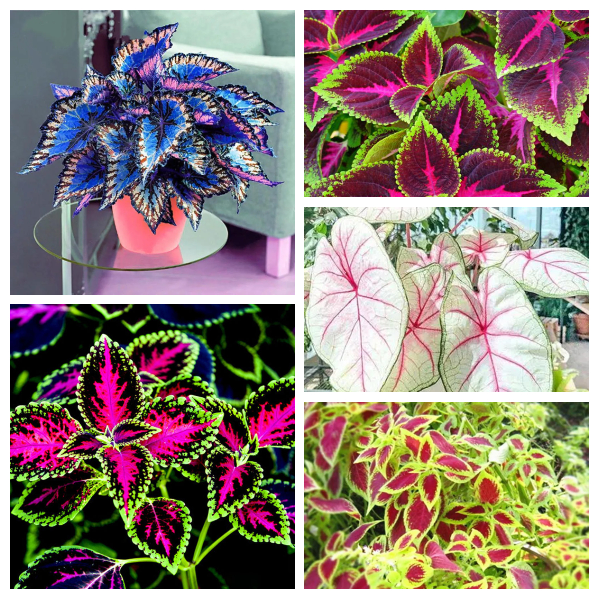 🔥53%OFF Mixed-Color Coleus Bonsai Flower Leaf Plants Seeds 💥Best selling in 2024