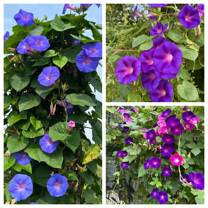 🔥Hot Selling🪴 Large Flower Morning Glory Climbing Plants💥37%OFF - 200 Seeds