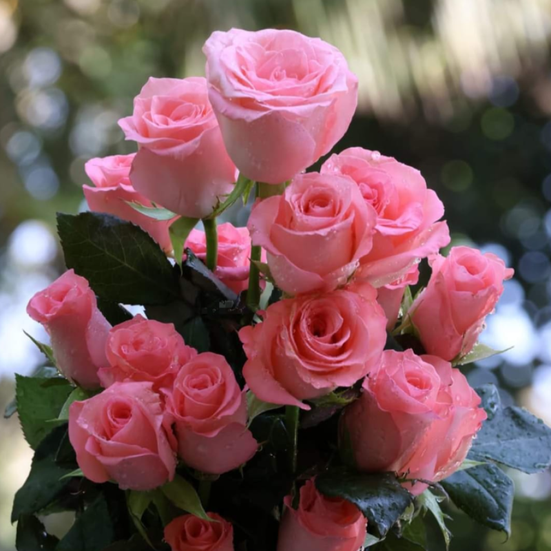 Best Selling🚀 50 Diana Rose Seeds 🩷 sowing all year round