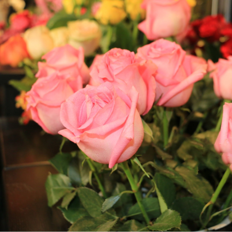 Best Selling🚀 50 Diana Rose Seeds 🩷 sowing all year round