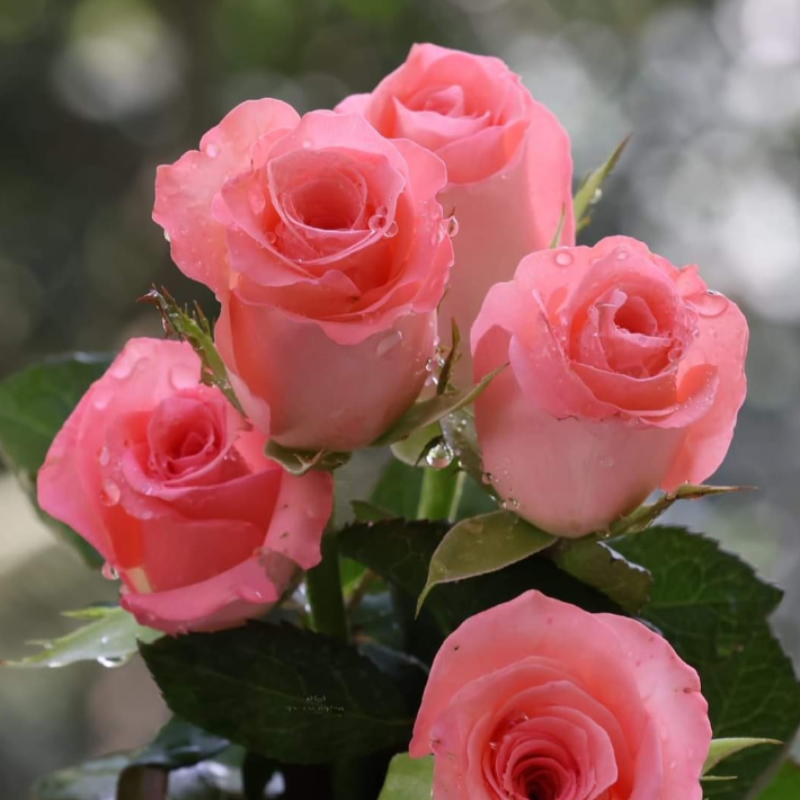 Best Selling🚀 50 Diana Rose Seeds 🩷 sowing all year round