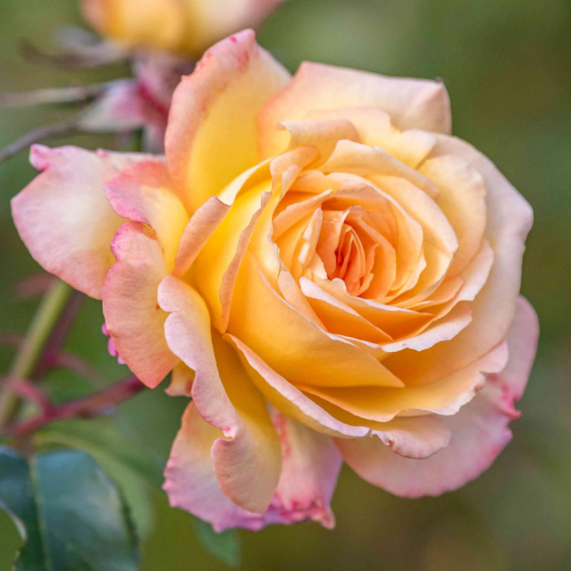 46%OFF🚀Best Selling🌹Diana Rose 50 Seeds🩷Sowing All Year Round