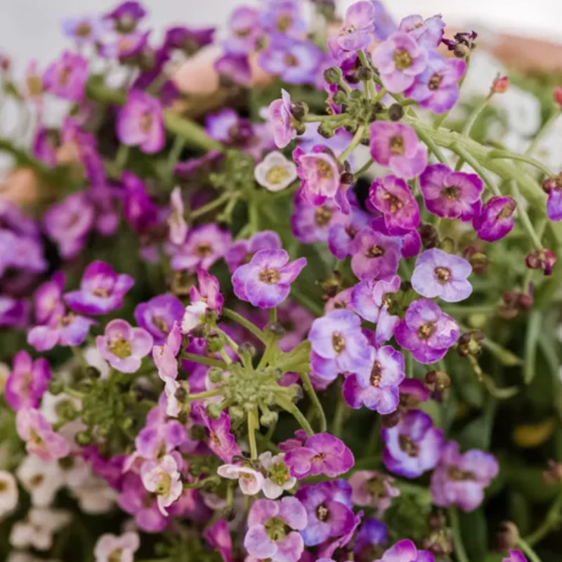 46%OFF🚀Best Selling🌹Diana Rose 50 Seeds🩷Sowing All Year Round