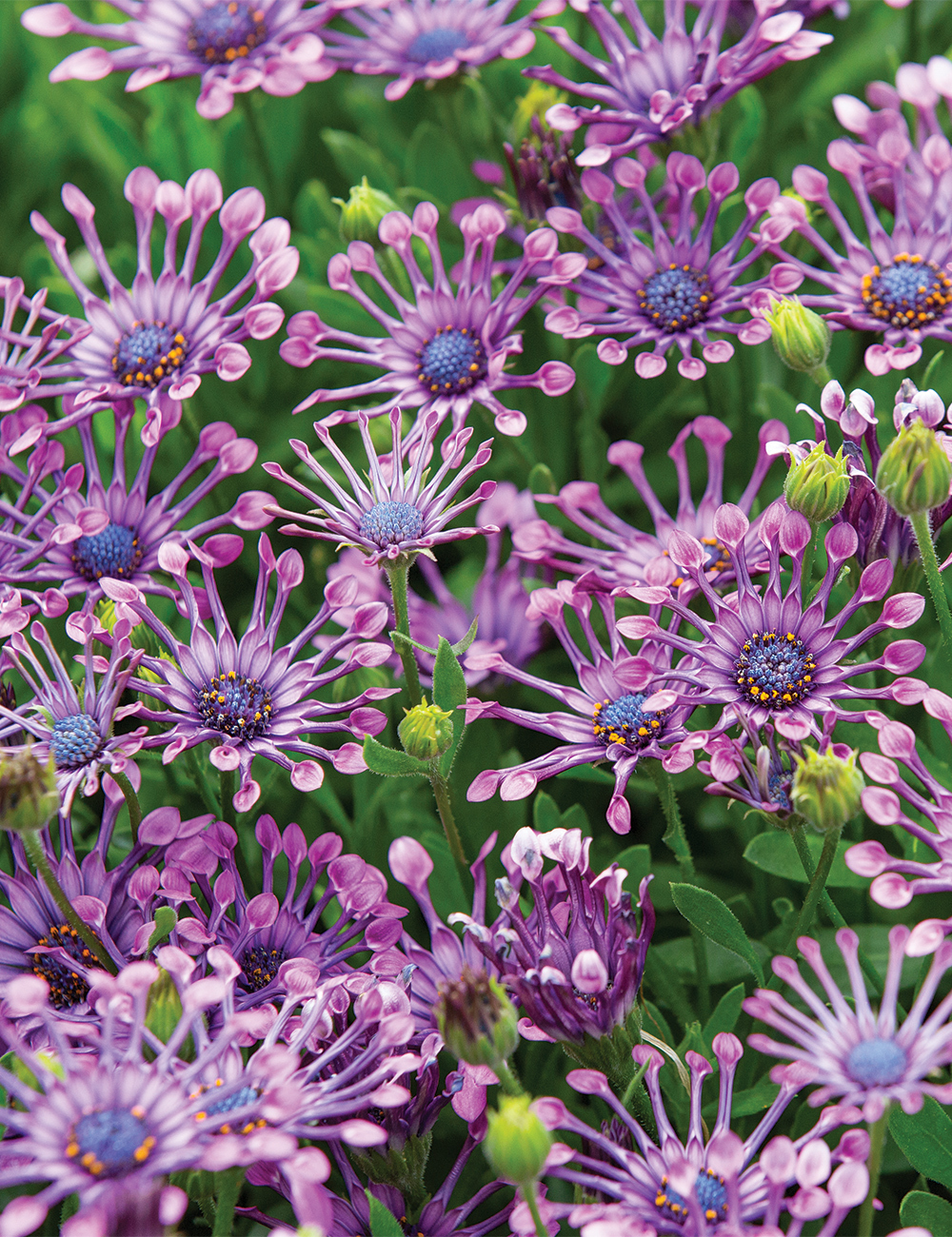 🌿 Rare Blue Daisy Plants – Stunning, Easy-to-Grow, and Long-Blooming! 💙🌼