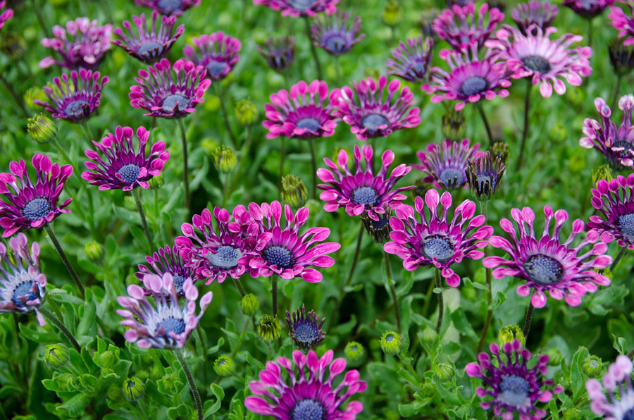 🌿 Rare Blue Daisy Plants – Stunning, Easy-to-Grow, and Long-Blooming! 💙🌼