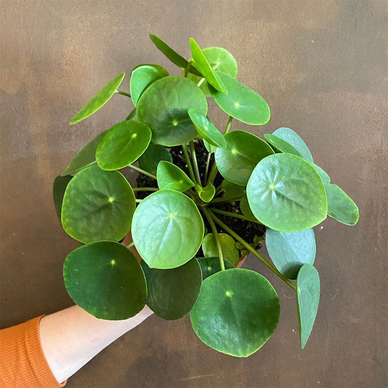 Pilea peperomioides - Chinese Money Plant
