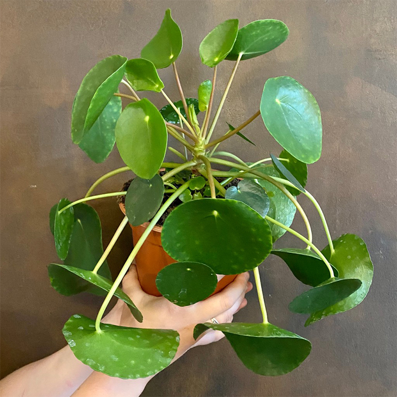 Pilea peperomioides - Chinese Money Plant