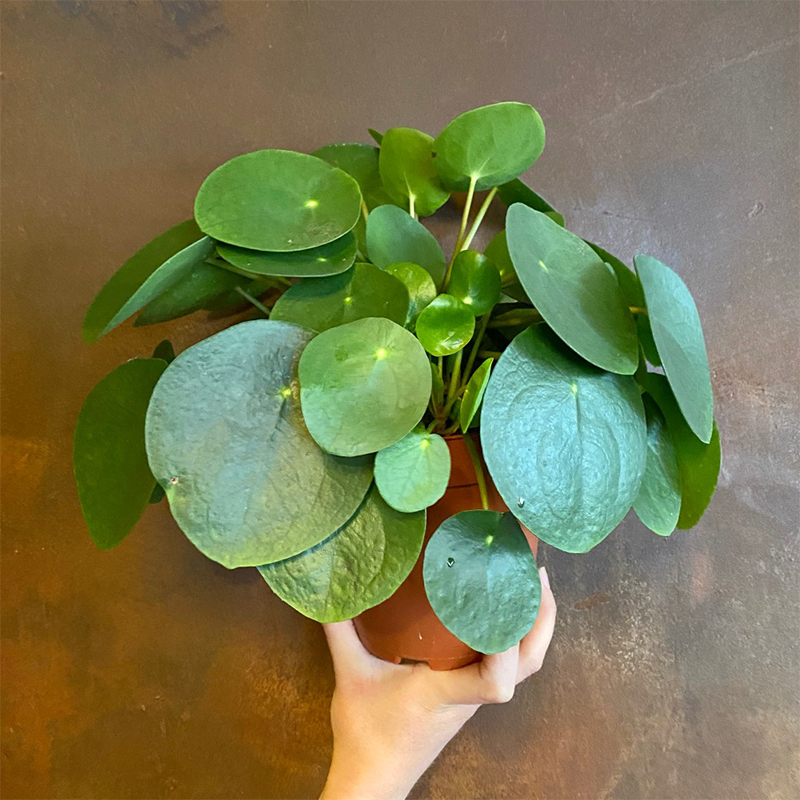 Pilea peperomioides - Chinese Money Plant