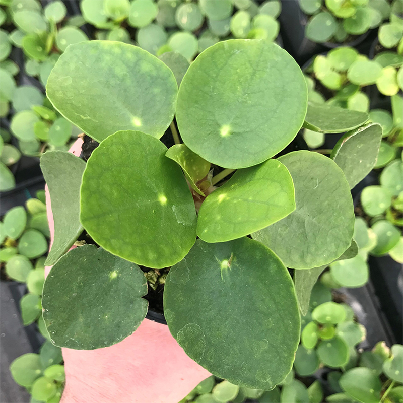 Pilea peperomioides - Chinese Money Plant