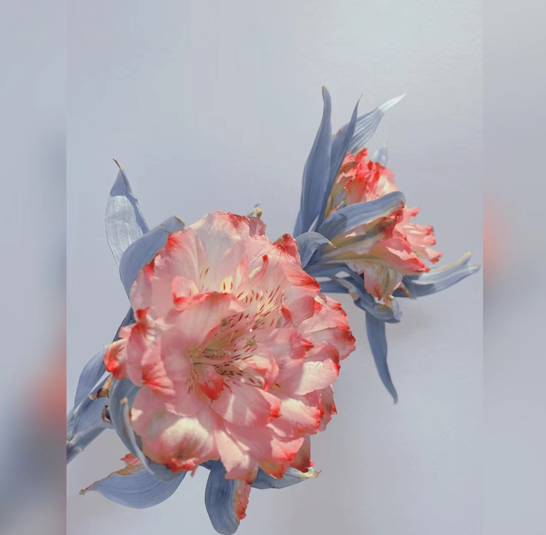 Beauty of Double Alstroemeria Seeds from Colombia