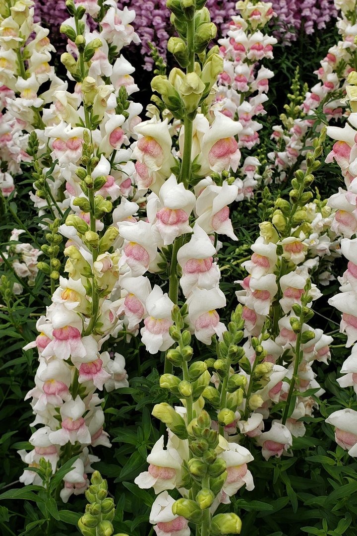 snapdragon