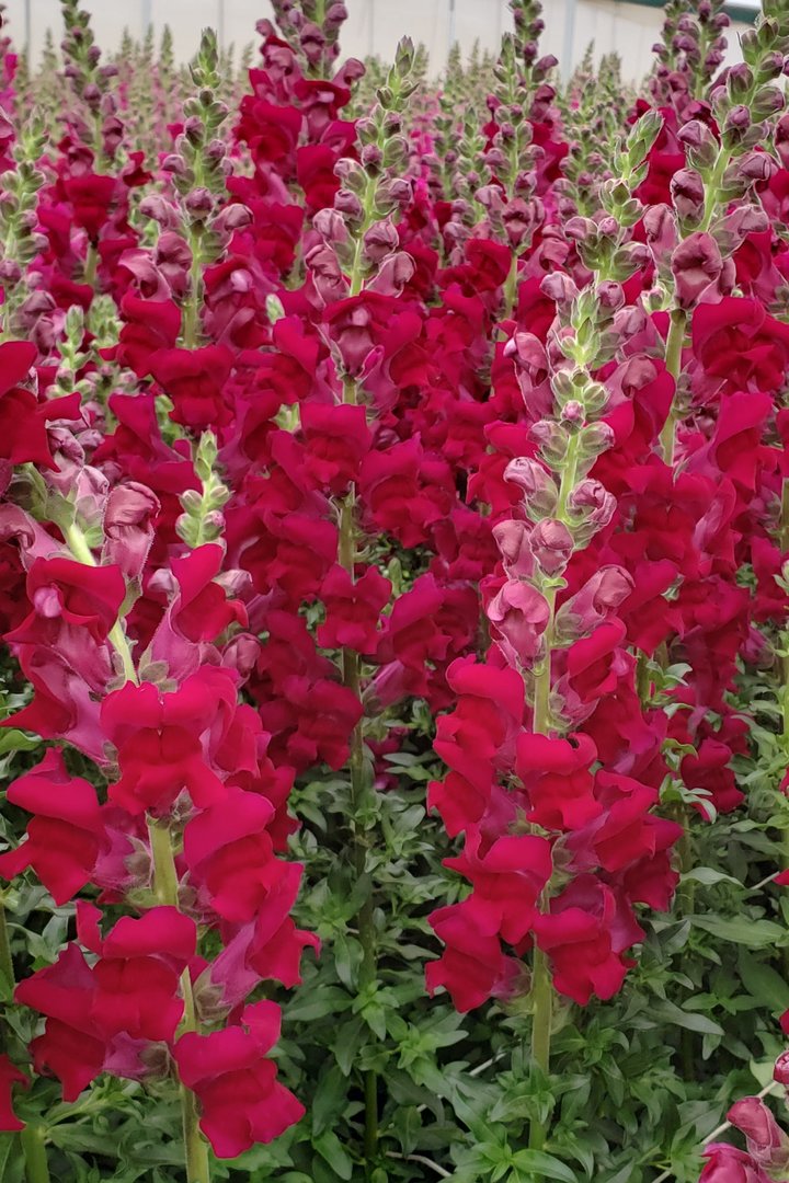 snapdragon