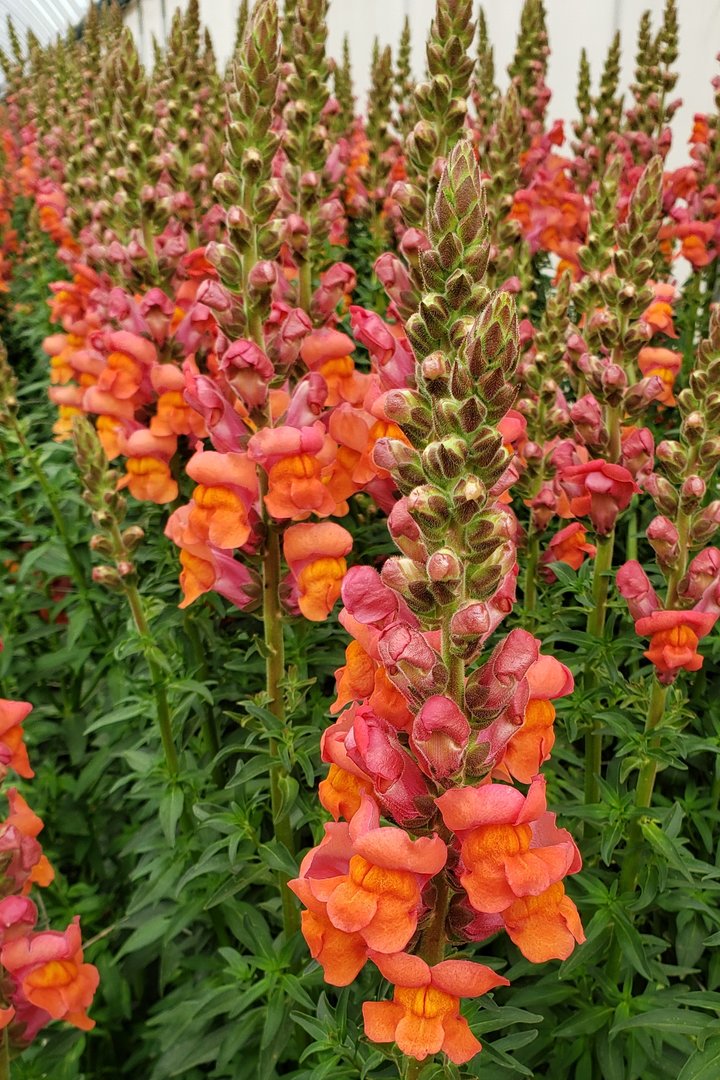 snapdragon