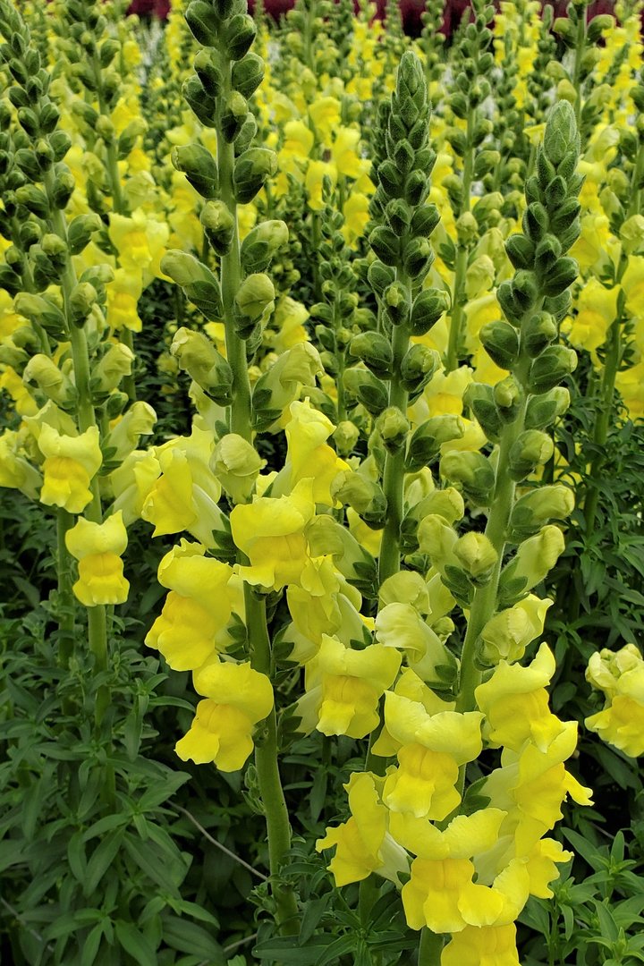 snapdragon