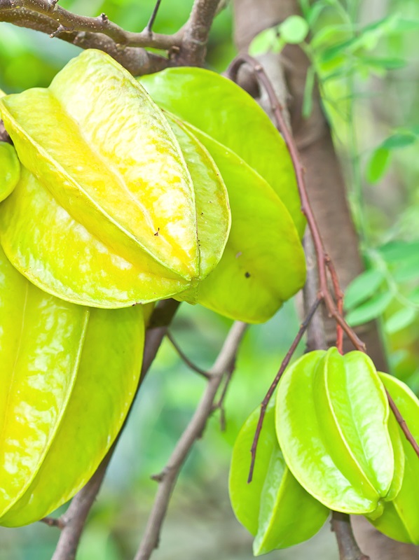 Sweet Star Fruit All Season 