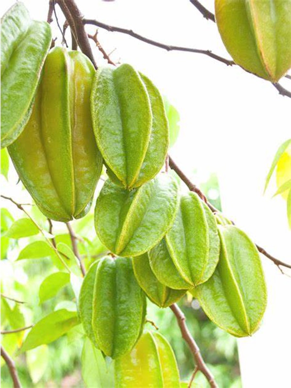 Sweet Star Fruit All Season 