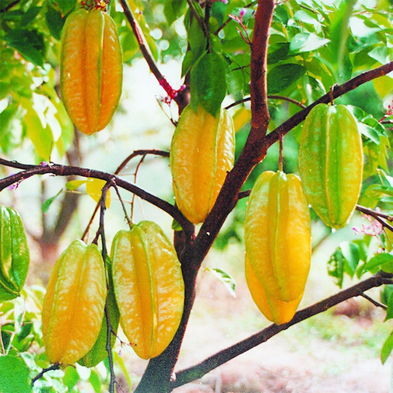 Sweet Star Fruit All Season 