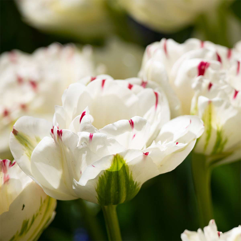 Tulipe double tardive Danceline