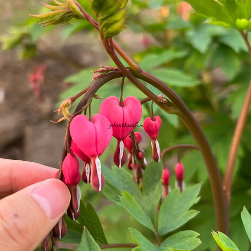 🦄New product launch🔔Golden Bell Flower Seeds✨Flowers blooming upside down