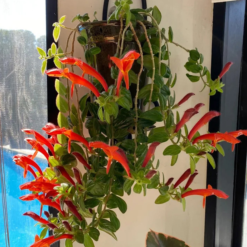 🦄Flying duck orchid seeds🌿Magical natural plant