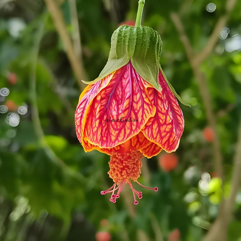 🦄New product launch🔔Golden Bell Flower Seeds✨Flowers blooming upside down