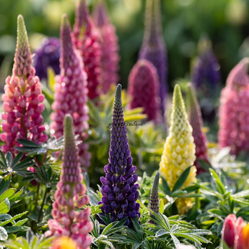 🦄Half price discount💖Lupine flower seeds🌈Garden decoration expert