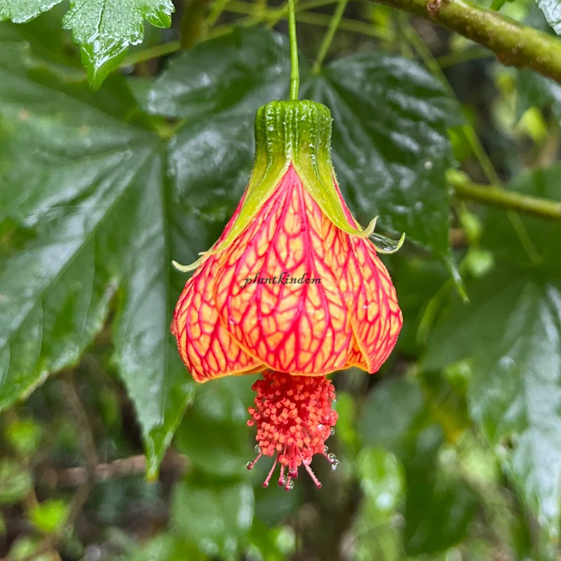 🦄New product launch🔔Golden Bell Flower Seeds✨Flowers blooming upside down