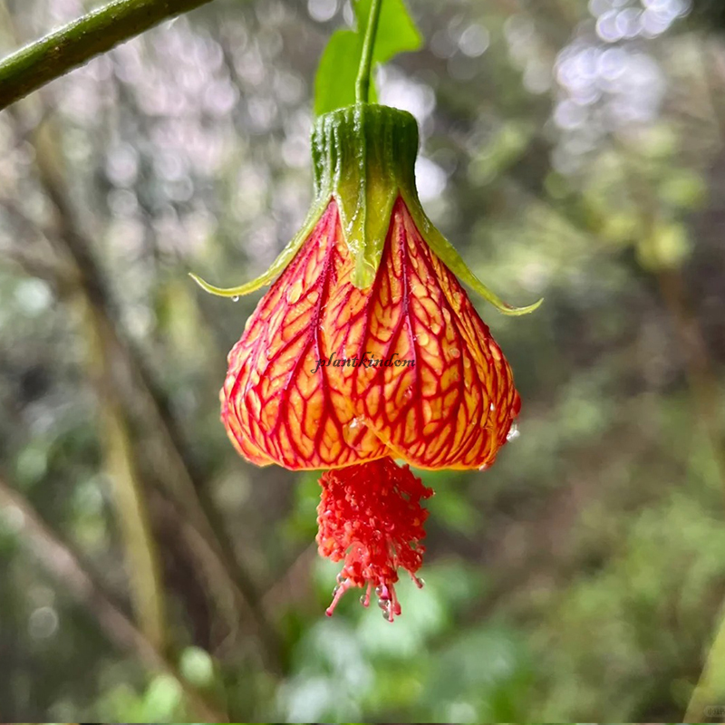 🦄New product launch🔔Golden Bell Flower Seeds✨Flowers blooming upside down