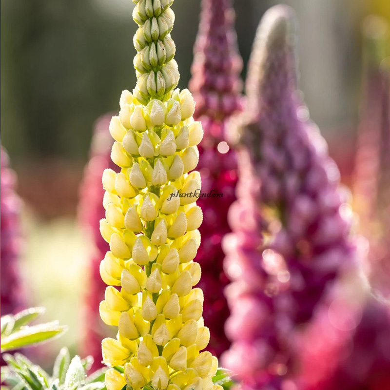 🦄Half price discount💖Lupine flower seeds🌈Garden decoration expert
