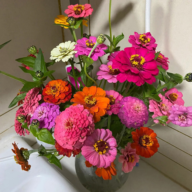 🦄Zinnia seeds🌺Rich colors and easy to grow