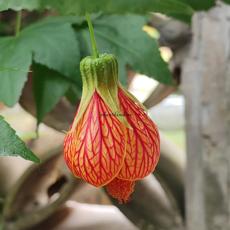 🦄New product launch🔔Golden Bell Flower Seeds✨Flowers blooming upside down