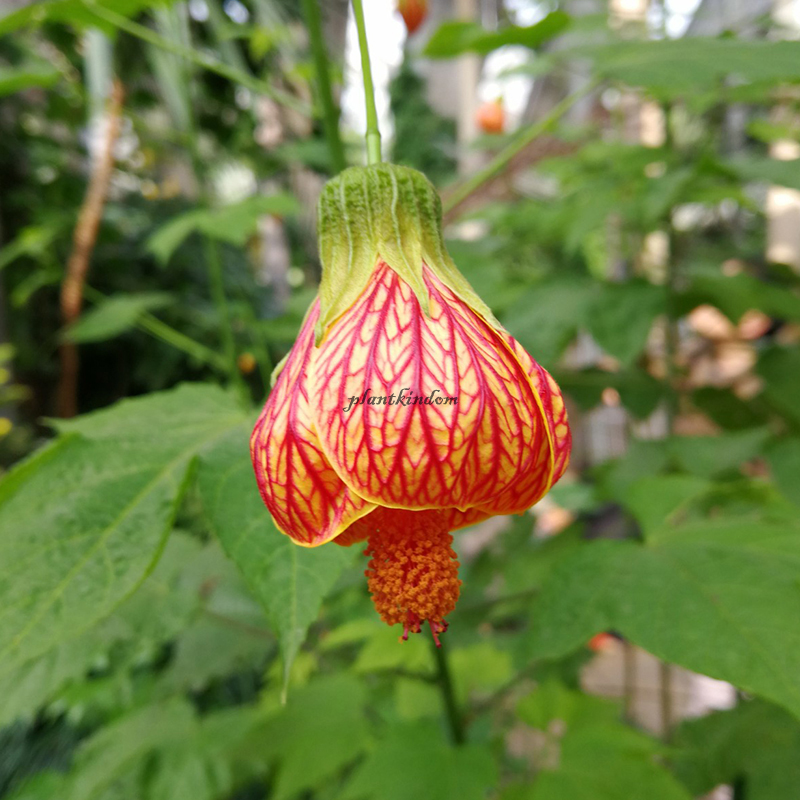 🦄New product launch🔔Golden Bell Flower Seeds✨Flowers blooming upside down