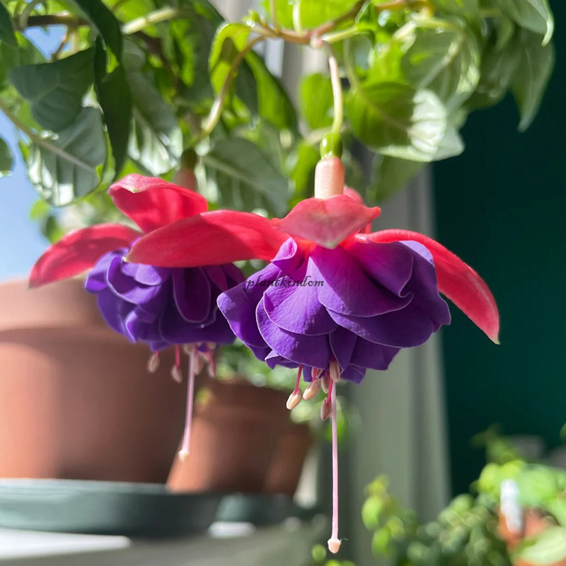 🦄New product launch🔔Golden Bell Flower Seeds✨Flowers blooming upside down