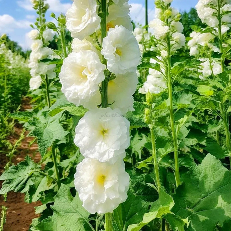 🦄Double mallow flower seeds🌿A lush and leafy multi-flowered plant