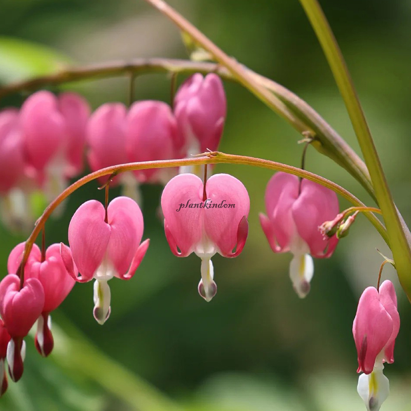 🦄New product launch🔔Golden Bell Flower Seeds✨Flowers blooming upside down