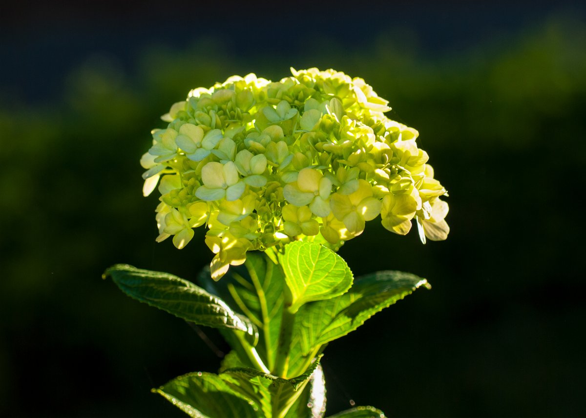 🔥Hot sale🔥  Hydrangea Seed Bonsai Flower Seeds 20/40/80 Pcs 💐