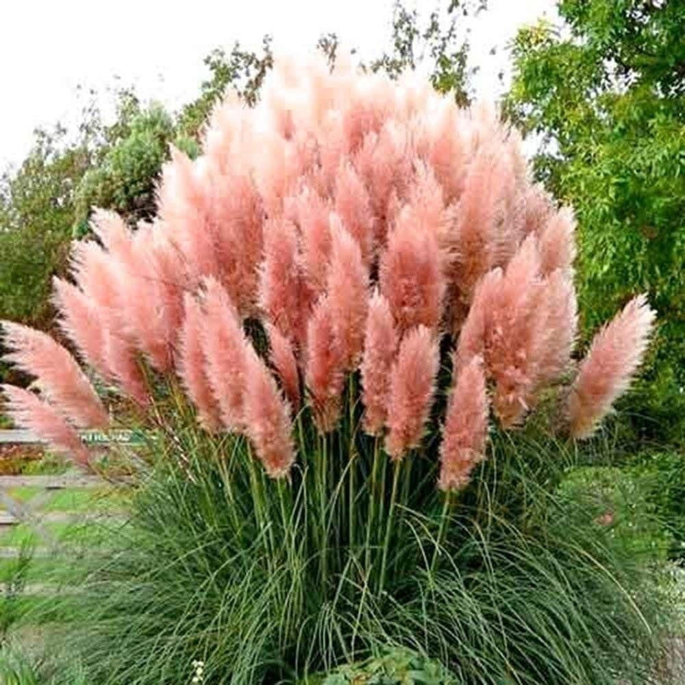 Pampas Grass Magic Garden Seeds