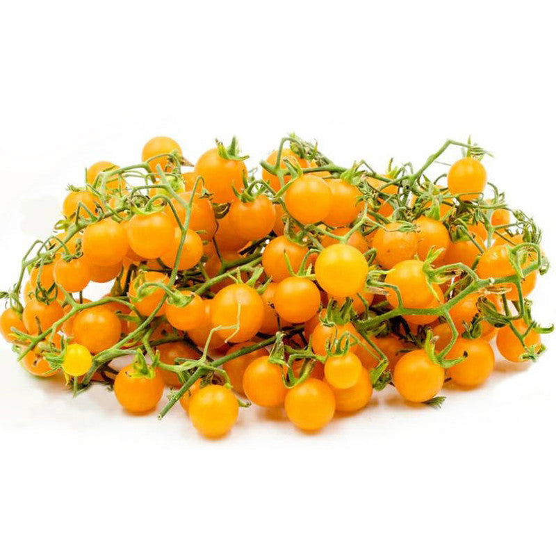 Wild Galapagos Island Tomato(50 seeds)