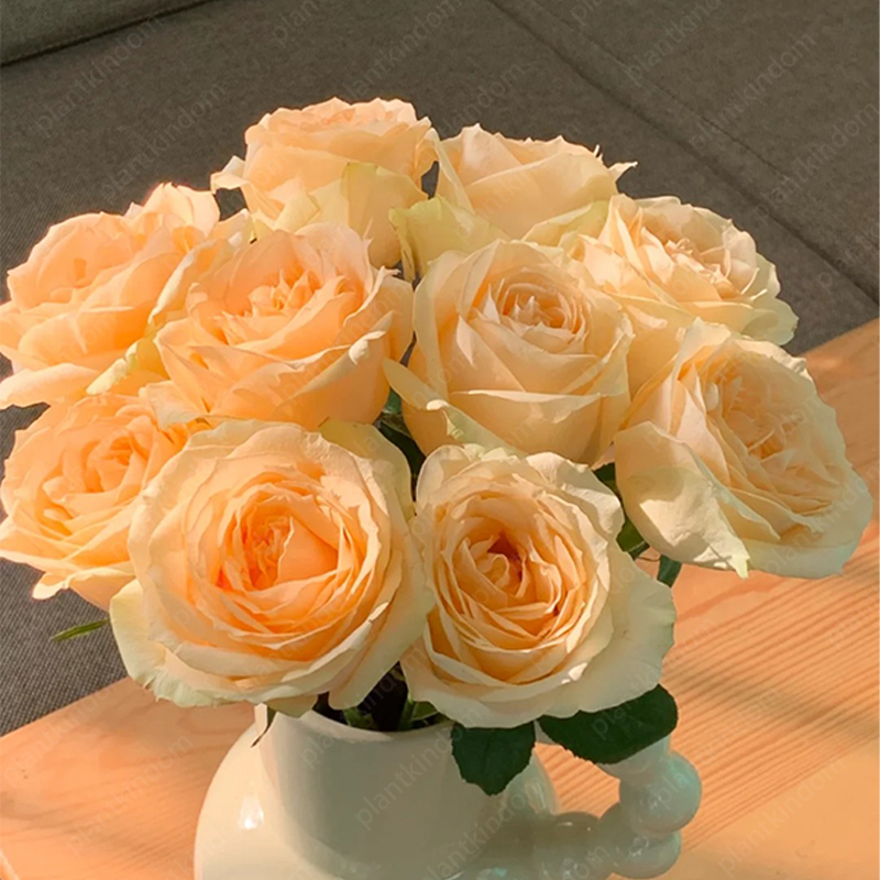 🌹 Limited-Time Great Deal on Rose Series Seeds🌸