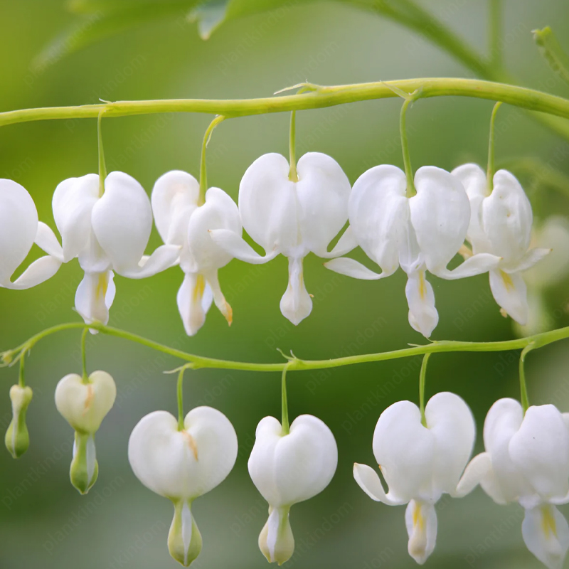 Lamprocapnos spectabilis