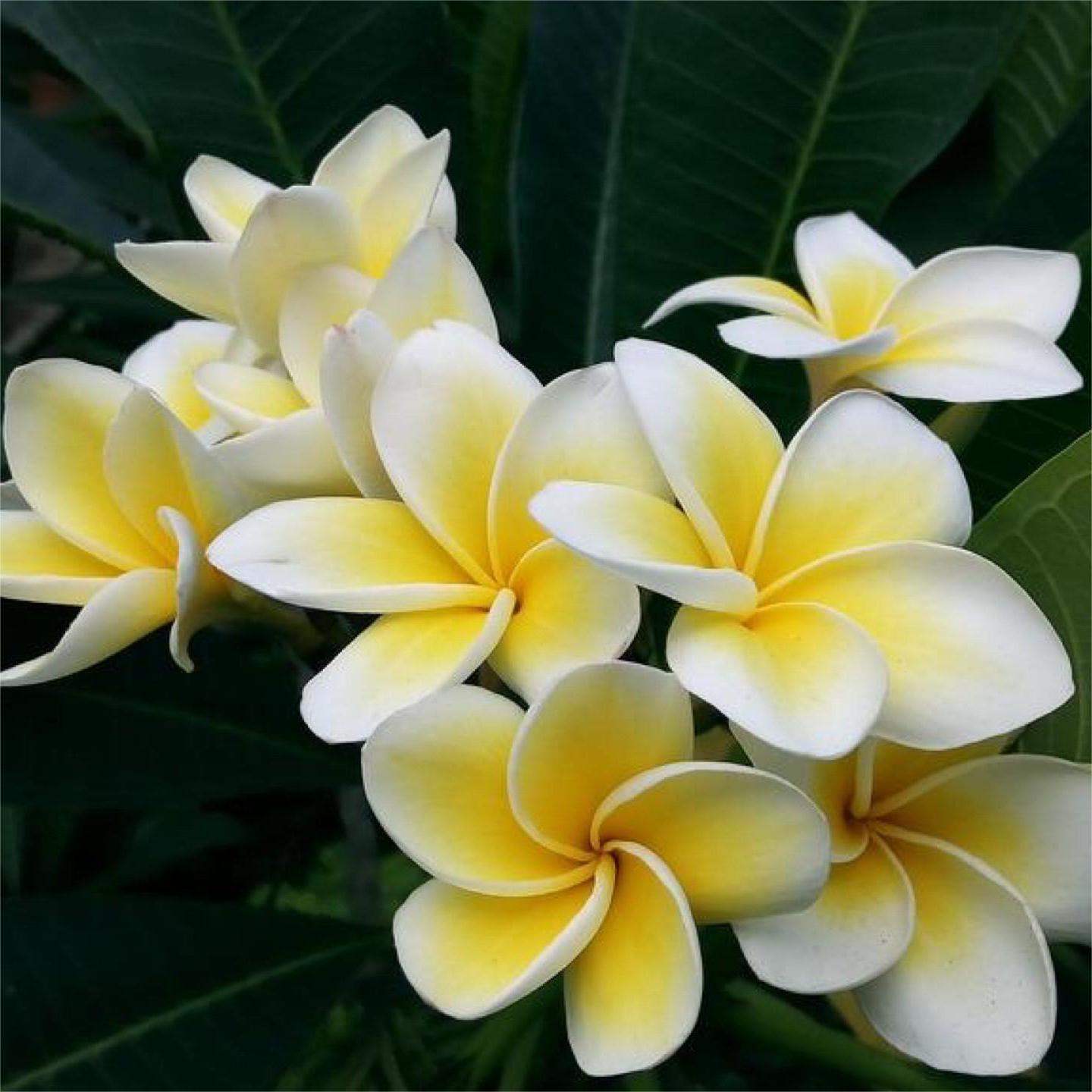50% Off 💥Frangipani seeds ✨