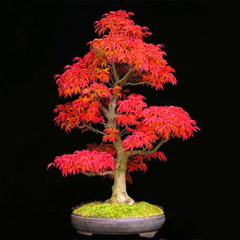 50pcs Red Maple Seeds Garden Bonsai Beautiful Indoor Potting Plant