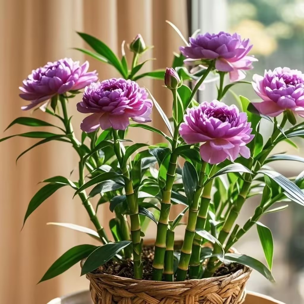 Lucky Flowering Bamboo Potted Plant