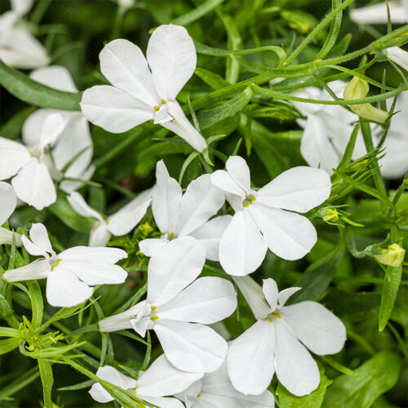 Lobelia Erinus Seeds