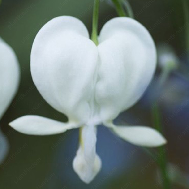 Lamprocapnos spectabilis