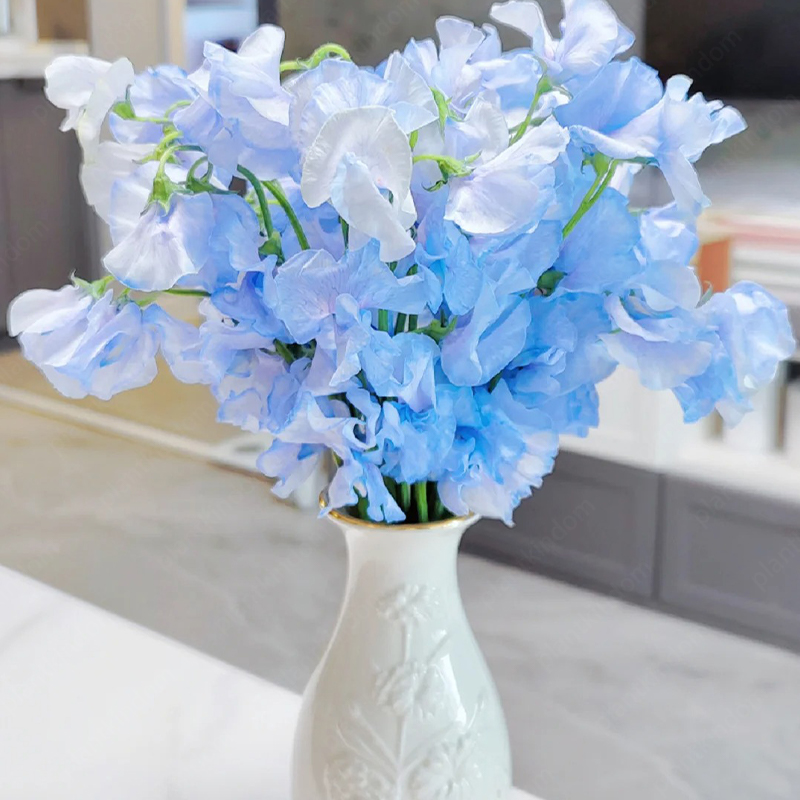 🚀Hot New Product🫛Sweet Pea Flower Seeds🌈Colorful Flowers